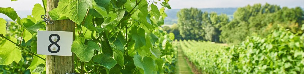 our-vineyards-min-1024x250 our-vineyards-min-1024×250